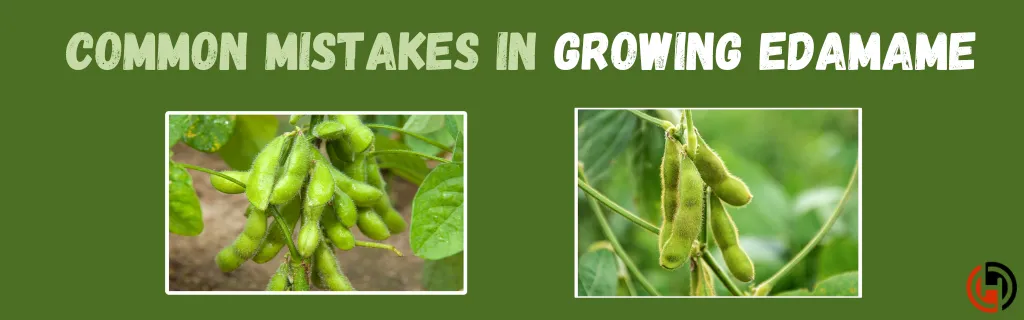 Common Mistakes in Growing Edamame