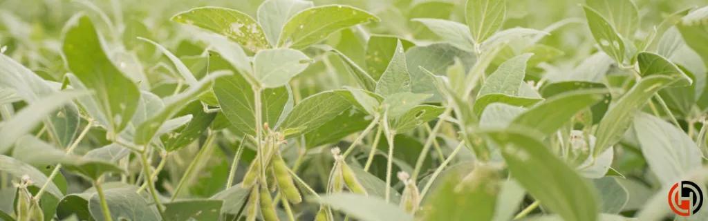 Growing Edamame in a Vegetable Garden